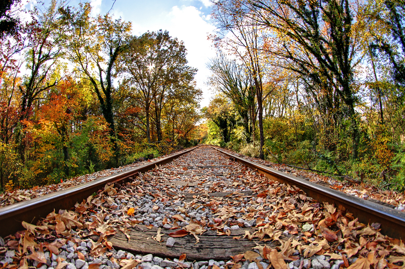 Illustration for article titled 100 Gorgeous Photos Of Fall Leaves